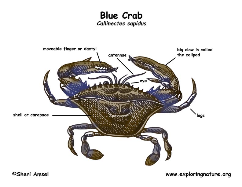 Crab (Blue)